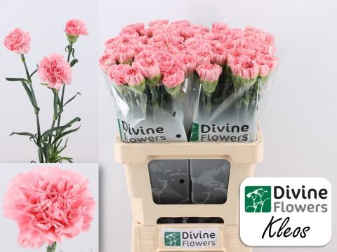 <h4>Dianthus ST 'Kleos'</h4>