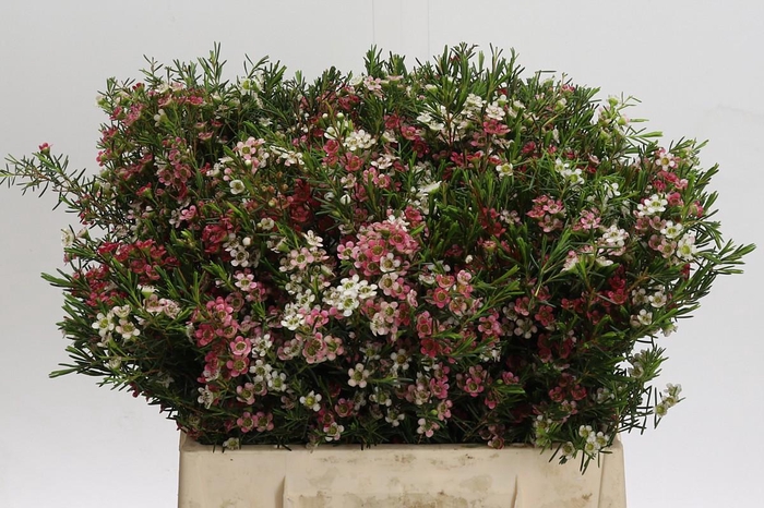 <h4>Chamelaucium My Sweet 16</h4>