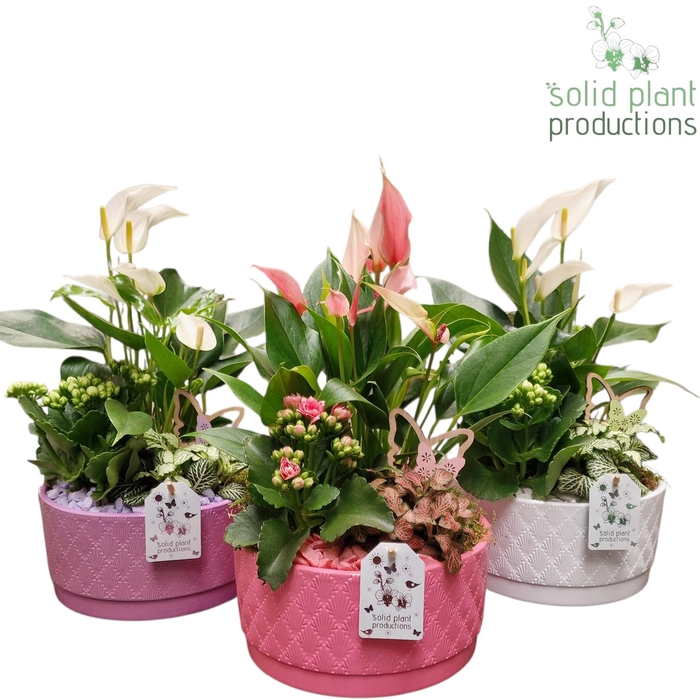 <h4>AT003 Loes Lila/Pink/White Anthurium Mix</h4>