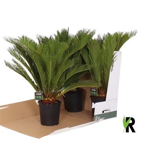 Cycas revoluta 20 plus veren in fust 352