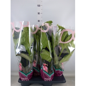 Medinilla magn.