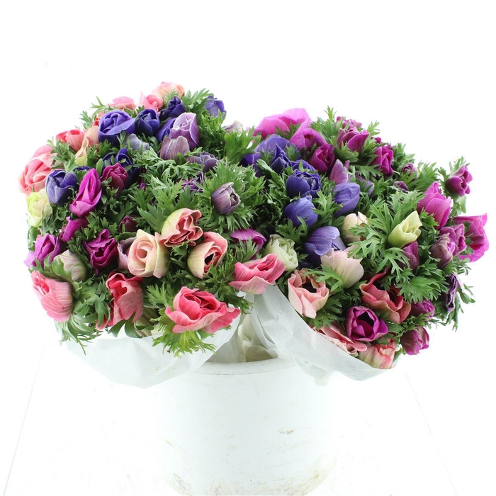 <h4>Anem Mistral Mix Super</h4>