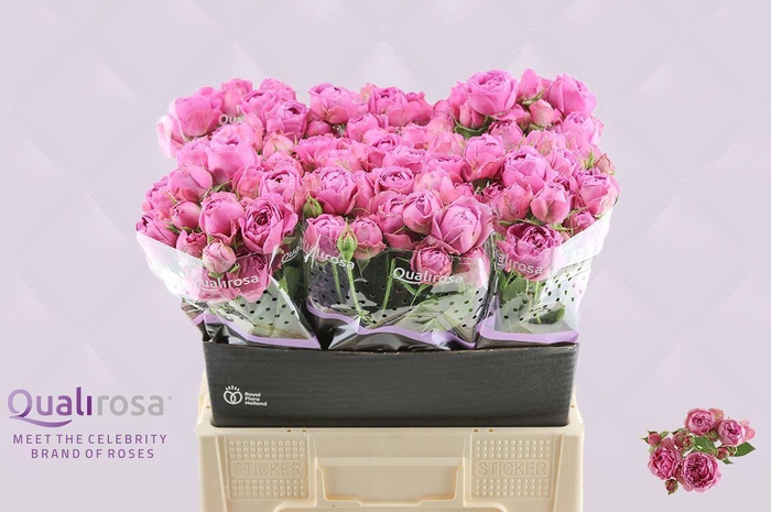 <h4>Rosa TR 'Misty Bubbles'</h4>