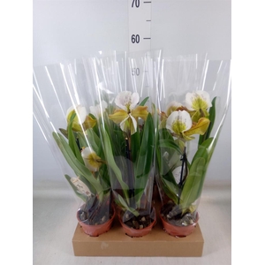 Paphiopedilum  'Amerikaanse hybrid'