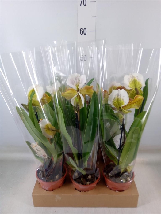 <h4>Paphiopedilum  'Amerikaanse hybrid'</h4>