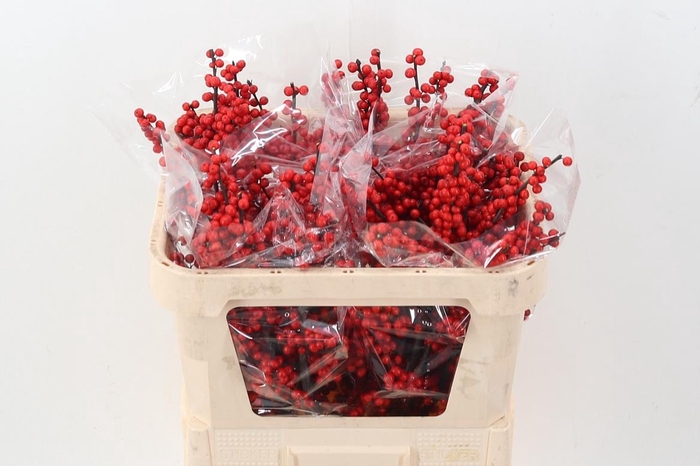 <h4>Ilex Ve Oosterwijk</h4>