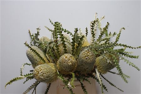 <h4>Banksia speciosa</h4>