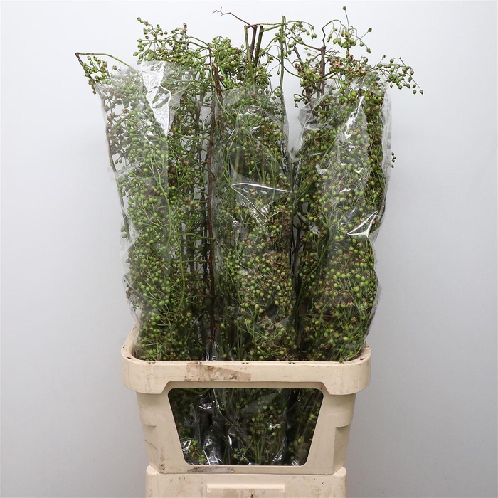 <h4>Rosa Corallo Green</h4>