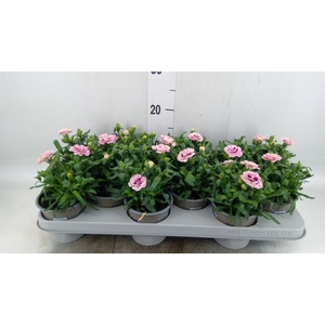 Dianthus  'Oscar Purple Star'