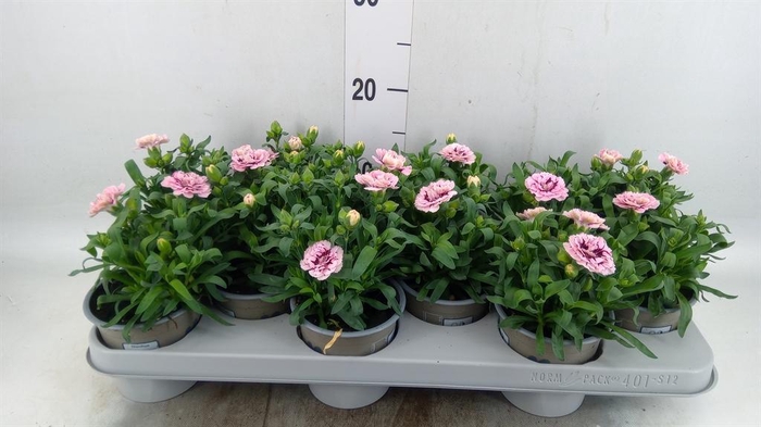 <h4>Dianthus  'Oscar Purple Star'</h4>