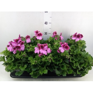 Pelargonium gran.   ..