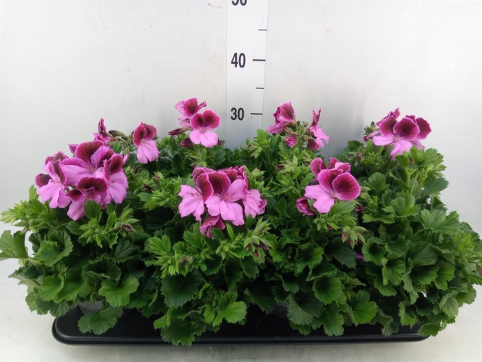 <h4>Pelargonium gran.   ..</h4>