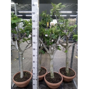 Ficus carica