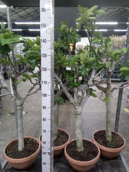 <h4>Ficus carica</h4>