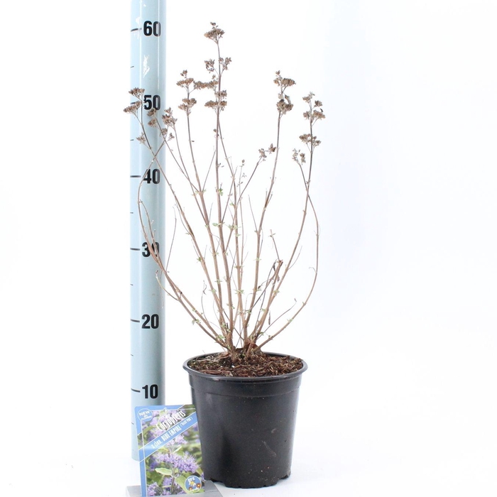 <h4>Caryopteris cland. Blue Empire ('Elst33'PBR)</h4>