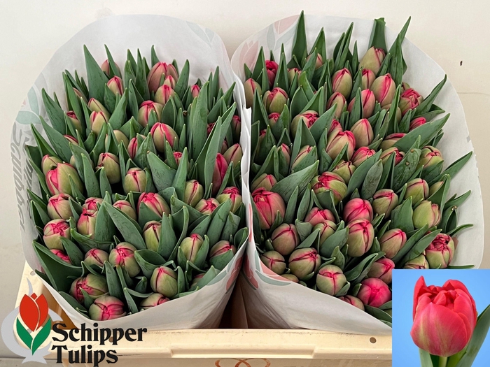 <h4>TU DU BELGRAVIA</h4>