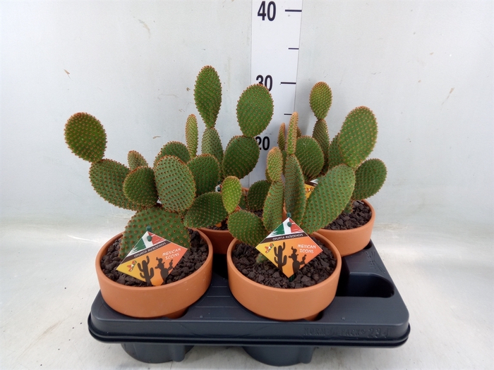 <h4>Opuntia microdasys var. rufida</h4>