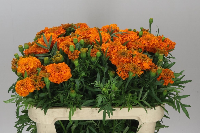 <h4>Tagetes E Promise Orange</h4>