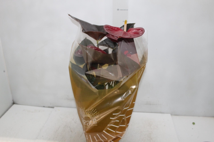 <h4>ANTHURIUM DELICATA P17</h4>