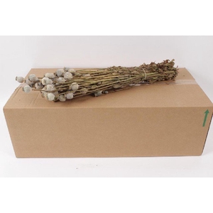 Dried papaver natural