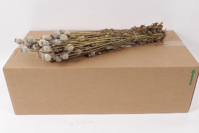 <h4>Dried papaver natural</h4>