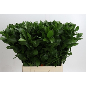 RUSCUS HYPOPHYLLUM