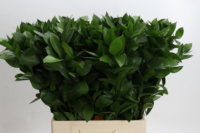 <h4>RUSCUS HYPOPHYLLUM</h4>