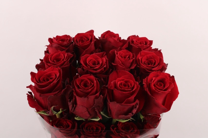 <h4>R Gr Explorer</h4>