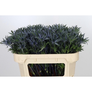 Eryngium