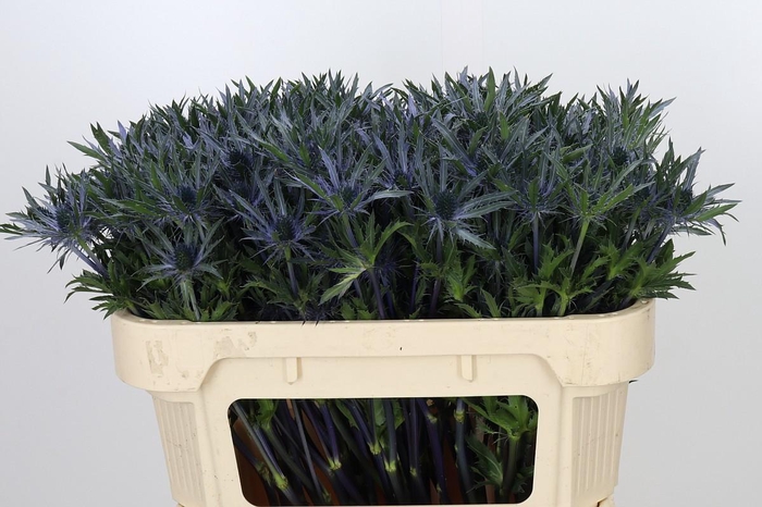 <h4>Eryngium</h4>