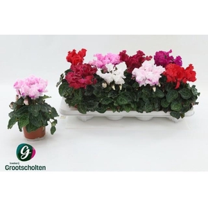 CYCL MD SUP MERENGUE