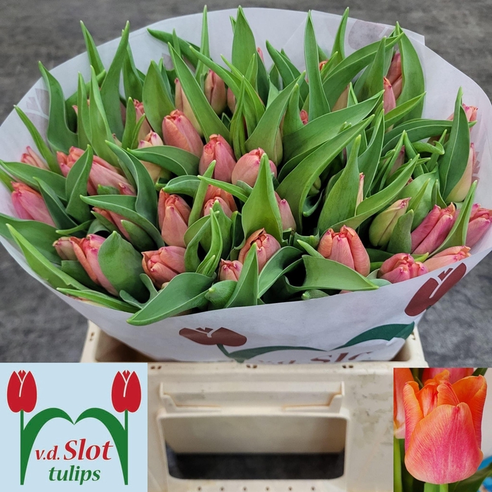 <h4>TU EN PASSIO SWEET</h4>