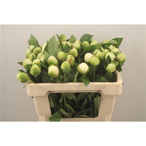 Paeo L Bridal Shower