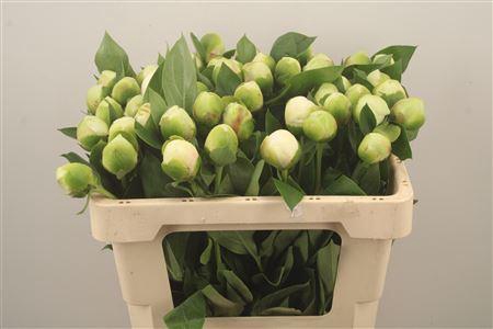 Paeo L Bridal Shower