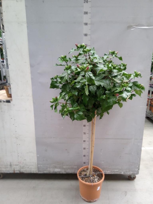 <h4>Hibiscus rosa-sin. 'Sunny Bordeaux'</h4>