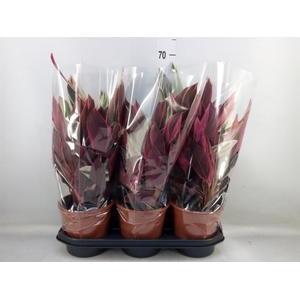 Stromanthe sanguin. 'Triostar'