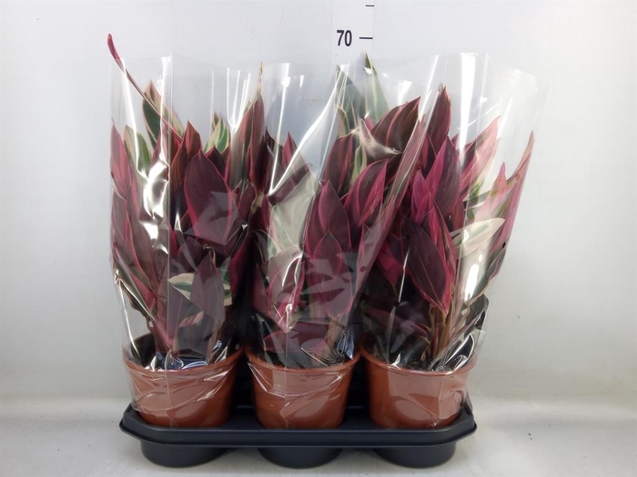 <h4>Stromanthe sanguin. 'Triostar'</h4>