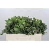 Pittosporum Ilan