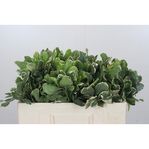 Pittosporum Ilan