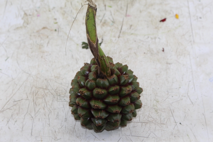 <h4>FLOR DE PANDANUS</h4>