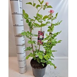 ROSA OV