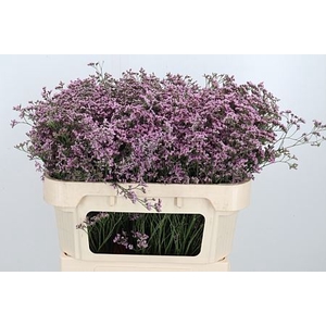 LIMONIUM SAFORA OSHI PINK