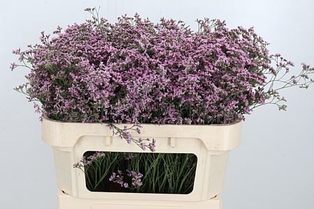 <h4>LIMONIUM SAFORA OSHI PINK</h4>