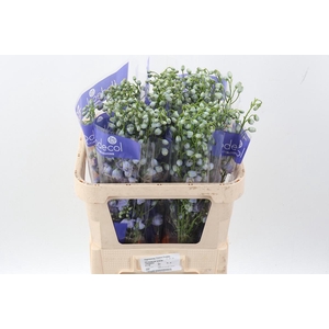 Delph Serena Lavendel