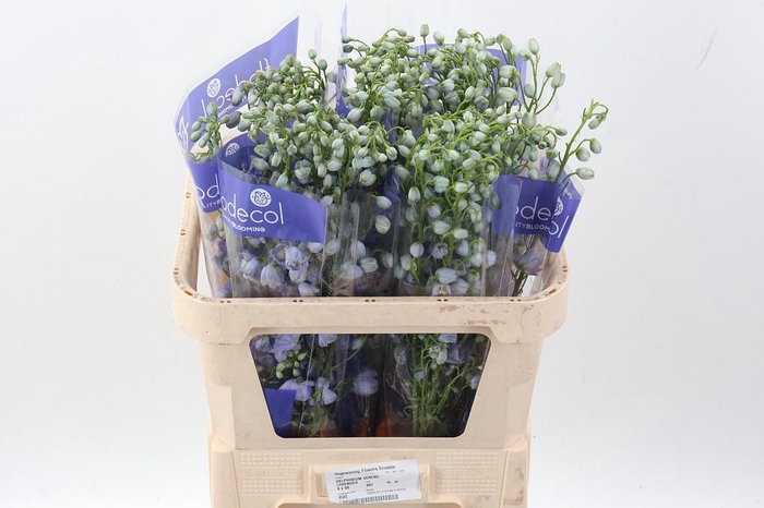 <h4>Delph Serena Lavendel</h4>