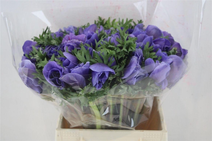 <h4>Anem Mistral Super Blue</h4>