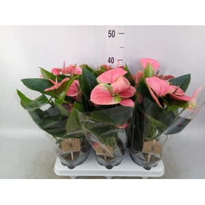 Anthurium andr. 'Sweet Dream'