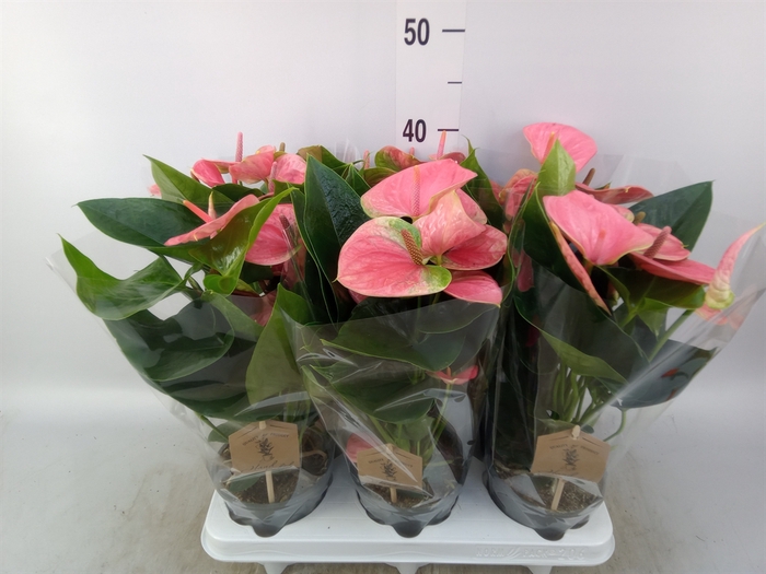 <h4>Anthurium andr. 'Sweet Dream'</h4>