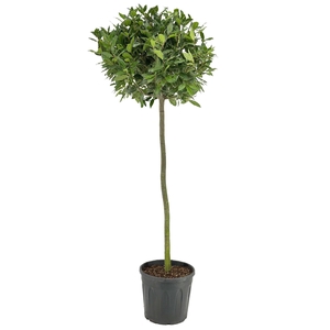 Laurus nobilis Bol op stam