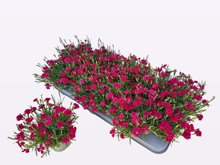 <h4>DIAN P MERCI FLEURI</h4>